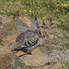 Ocyphaps lophotes at Strathnairn, ACT - 17 Sep 2023