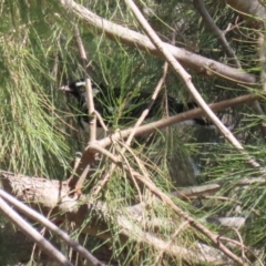 Grallina cyanoleuca (Magpie-lark) at Upper Stranger Pond - 18 Sep 2023 by RodDeb