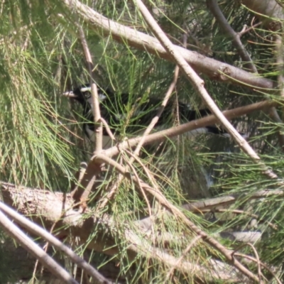 Grallina cyanoleuca (Magpie-lark) at Upper Stranger Pond - 18 Sep 2023 by RodDeb