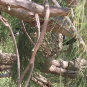 Grallina cyanoleuca at Isabella Plains, ACT - 18 Sep 2023