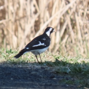 Grallina cyanoleuca at Isabella Plains, ACT - 18 Sep 2023