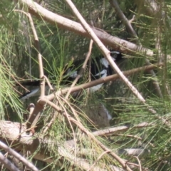 Grallina cyanoleuca at Isabella Plains, ACT - 18 Sep 2023