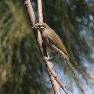 Caligavis chrysops at Isabella Plains, ACT - 18 Sep 2023