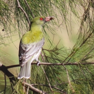 Oriolus sagittatus at Isabella Plains, ACT - 18 Sep 2023