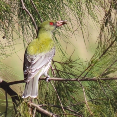 Oriolus sagittatus (Olive-backed Oriole) at Isabella Plains, ACT - 18 Sep 2023 by RodDeb