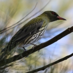 Oriolus sagittatus at Isabella Plains, ACT - 18 Sep 2023