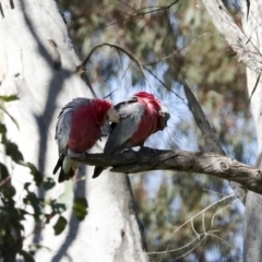 Eolophus roseicapilla at Strathnairn, ACT - 17 Sep 2023