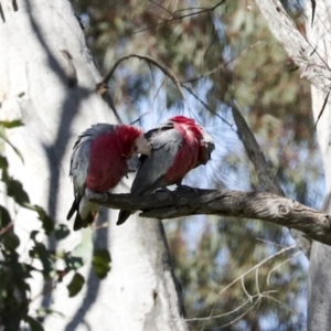 Eolophus roseicapilla at Strathnairn, ACT - 17 Sep 2023