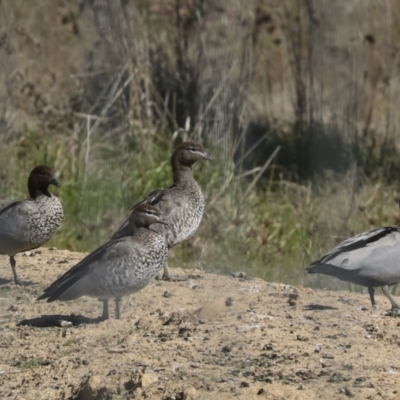 Chenonetta jubata (Australian Wood Duck) at Strathnairn, ACT - 17 Sep 2023 by AlisonMilton