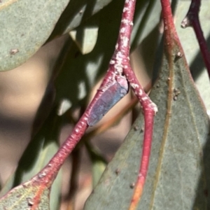 Unidentified at suppressed - 18 Sep 2023