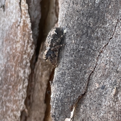 Unidentified Jumping or peacock spider (Salticidae) at Russell, ACT - 18 Sep 2023 by Hejor1