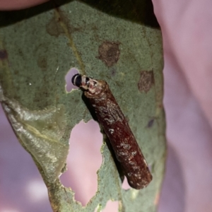 Hemibela sp. (genus) at Russell, ACT - 18 Sep 2023