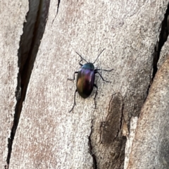 Chalcopteroides cupripennis (Rainbow darkling beetle) at Russell, ACT - 18 Sep 2023 by Hejor1