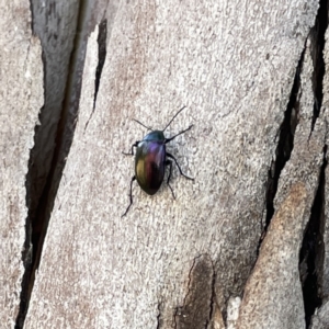 Chalcopteroides cupripennis at Russell, ACT - 18 Sep 2023 11:37 AM