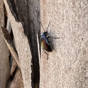 Chalcopteroides cupripennis at Russell, ACT - 18 Sep 2023 11:37 AM