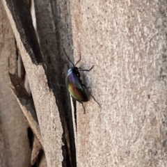 Chalcopteroides cupripennis at Russell, ACT - 18 Sep 2023 11:37 AM