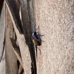 Chalcopteroides cupripennis at Russell, ACT - 18 Sep 2023