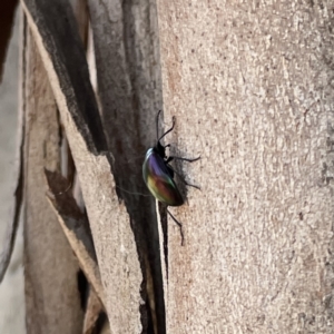 Chalcopteroides cupripennis at Russell, ACT - 18 Sep 2023 11:37 AM