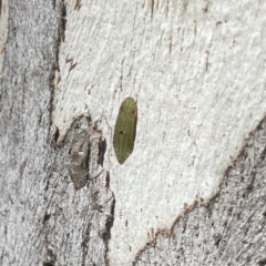 Ledromorpha planirostris (A leafhopper) at Russell, ACT - 18 Sep 2023 by Hejor1