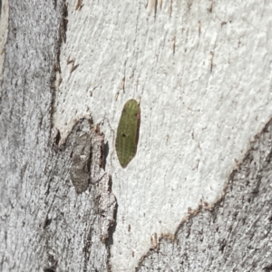 Ledromorpha planirostris at Russell, ACT - 18 Sep 2023 11:40 AM