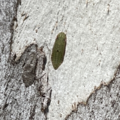 Ledromorpha planirostris at Russell, ACT - 18 Sep 2023