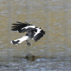 Grallina cyanoleuca at Strathnairn, ACT - 17 Sep 2023