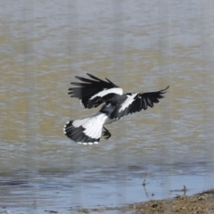 Grallina cyanoleuca at Strathnairn, ACT - 17 Sep 2023