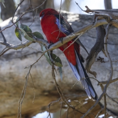 Platycercus elegans (Crimson Rosella) at Ginninderry Conservation Corridor - 17 Sep 2023 by AlisonMilton