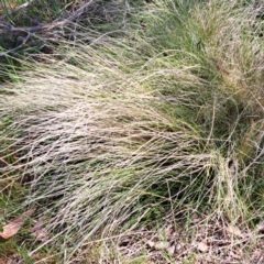 Nassella trichotoma (Serrated Tussock) at Watson, ACT - 18 Sep 2023 by abread111