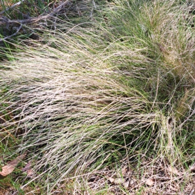 Nassella trichotoma (Serrated Tussock) at Watson, ACT - 18 Sep 2023 by abread111