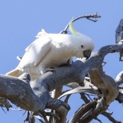 Cacatua galerita (Sulphur-crested Cockatoo) at Ginninderry Conservation Corridor - 17 Sep 2023 by AlisonMilton