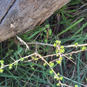 Crataegus monogyna at Watson, ACT - 18 Sep 2023