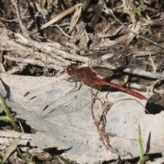 Diplacodes bipunctata (Wandering Percher) at Strathnairn, ACT - 17 Sep 2023 by AlisonMilton