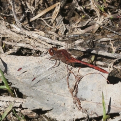 Diplacodes bipunctata (Wandering Percher) at Ginninderry Conservation Corridor - 17 Sep 2023 by AlisonMilton
