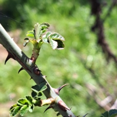 Rosa sp. at Watson, ACT - 18 Sep 2023