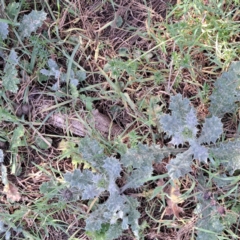 Onopordum acanthium (Scotch Thistle) at Watson, ACT - 18 Sep 2023 by abread111