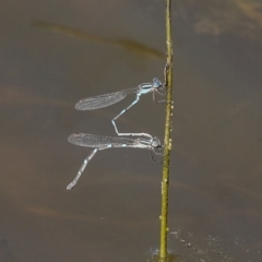 Austrolestes leda (Wandering Ringtail) at Ginninderry Conservation Corridor - 17 Sep 2023 by AlisonMilton