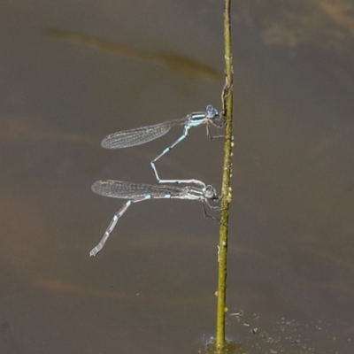 Austrolestes leda (Wandering Ringtail) at Strathnairn, ACT - 17 Sep 2023 by AlisonMilton