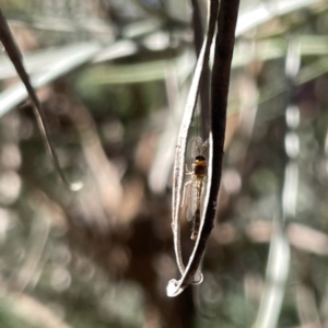 Chironomidae (family) at Greenleigh, NSW - 16 Sep 2023 02:27 PM