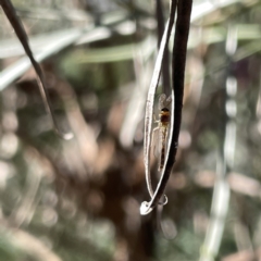 Chironomidae (family) at Greenleigh, NSW - 16 Sep 2023 02:27 PM