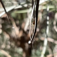 Chironomidae (family) at Greenleigh, NSW - 16 Sep 2023 02:27 PM