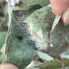 Araneae (order) (Unidentified spider) at Greenleigh, NSW - 16 Sep 2023 by Hejor1