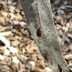 Socca pustulosa at Greenleigh, NSW - 16 Sep 2023