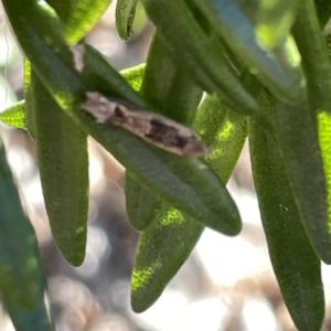 Crocidosema plebejana at Canberra, ACT - 17 Sep 2023