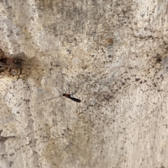 Braconidae (family) at Greenleigh, NSW - 16 Sep 2023