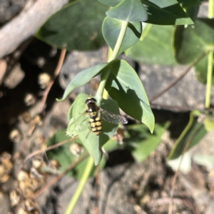 Simosyrphus grandicornis at Greenleigh, NSW - 16 Sep 2023