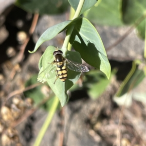 Simosyrphus grandicornis at Greenleigh, NSW - 16 Sep 2023