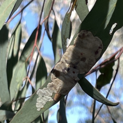 Phylacteophaga (Genus) (Leafblister Sawfly) at Greenleigh, NSW - 16 Sep 2023 by Hejor1