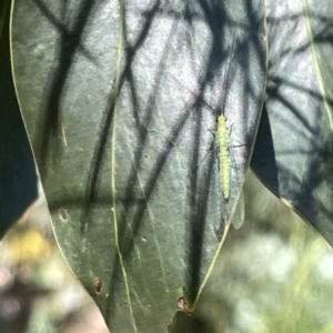 Mallada sp. (genus) at Greenleigh, NSW - 16 Sep 2023