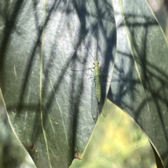 Mallada sp. (genus) at Greenleigh, NSW - 16 Sep 2023